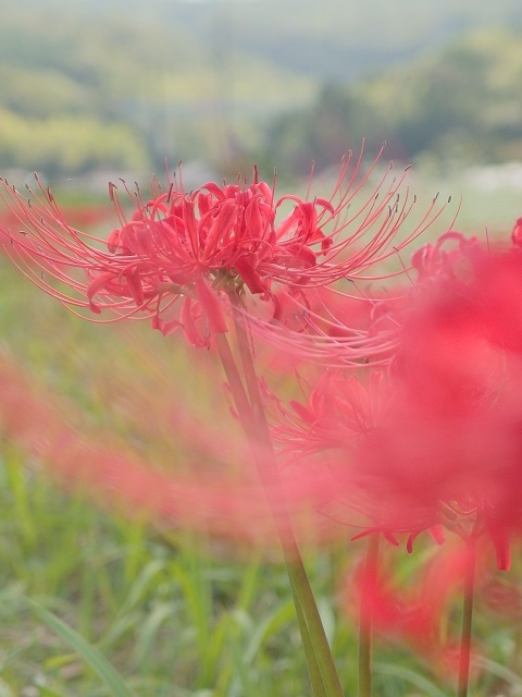 彼岸花
