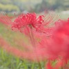 彼岸花