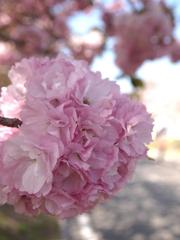 八重桜