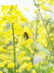菜の花