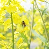 菜の花