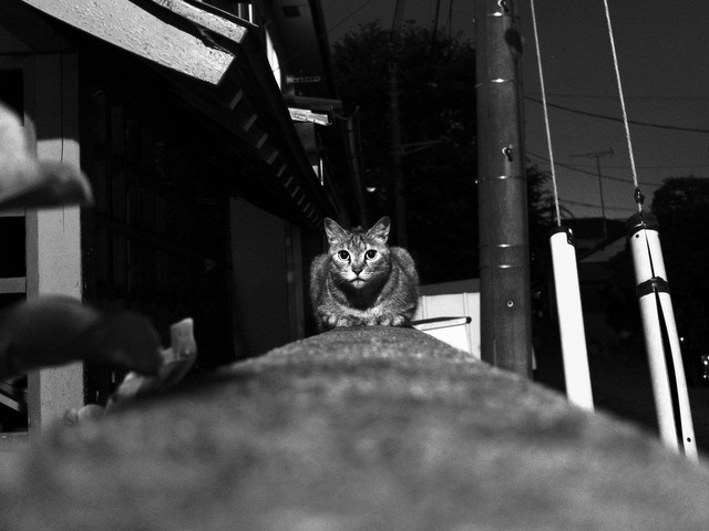 三鷹 2013/7/14