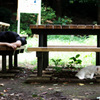 zenpukuji park 2007 