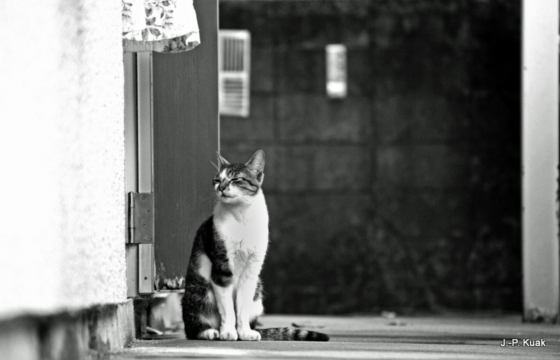 野良猫　西荻2007/8/12