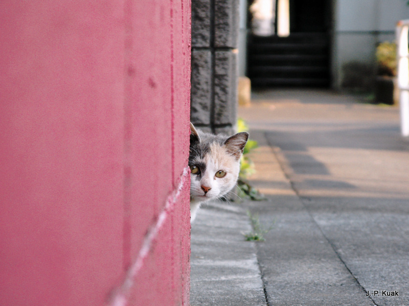 shy