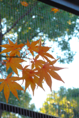 紅葉（上野動物園）