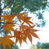 紅葉（上野動物園）