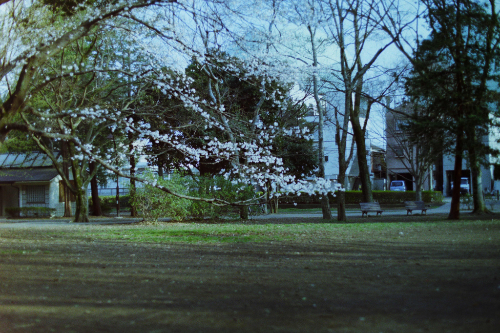 芦花公園