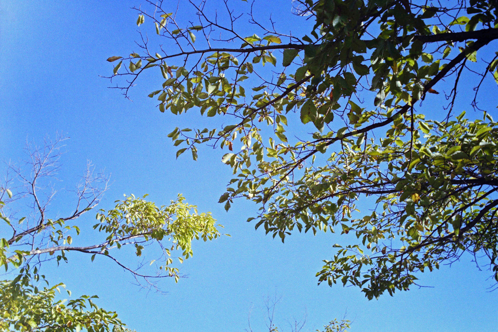 鳥取・花回廊？ (1)