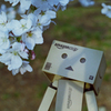 ダンボーお花見