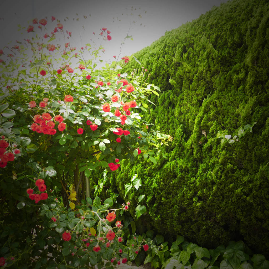 高速道路のバラ園 (2)