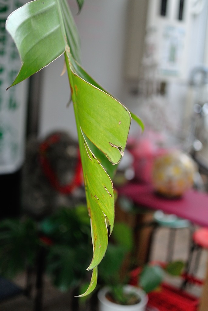 横浜中華街・徘徊 (24)