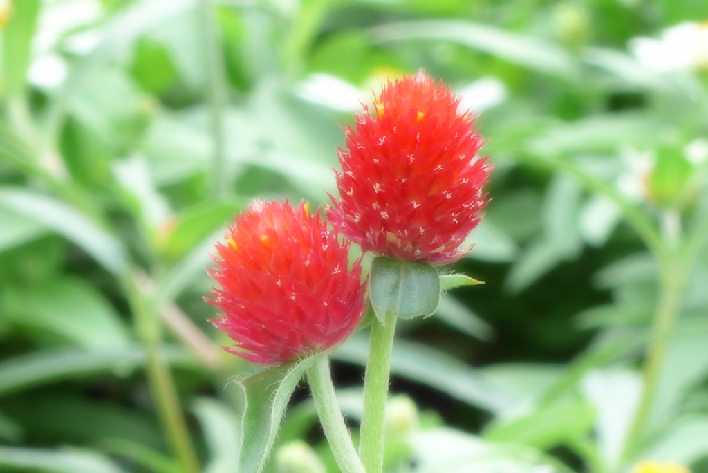 山下公園辺り (3)