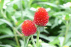 山下公園辺り (3)