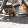 中華街の猫・昼間 (1)