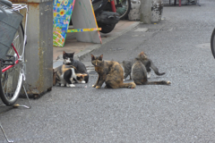 横浜中華街の猫 (1)