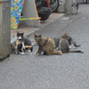 横浜中華街の猫 (1)