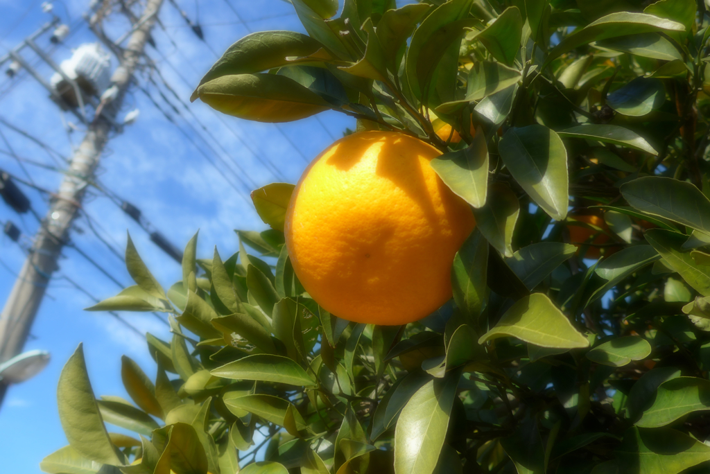 お散歩・ソフトフォーカス