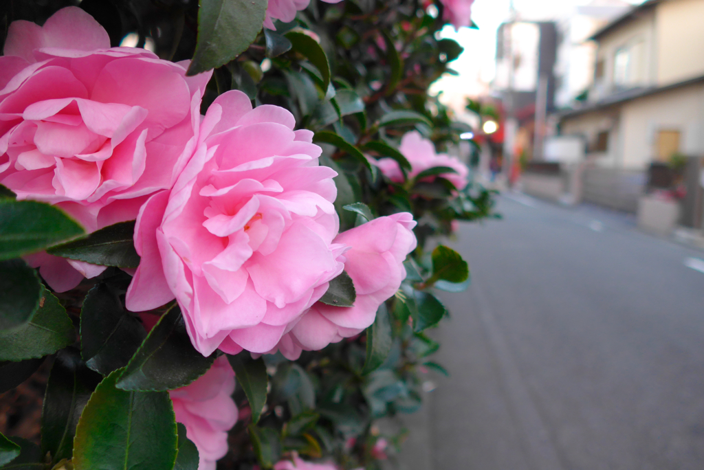 自由が丘辺り (4)