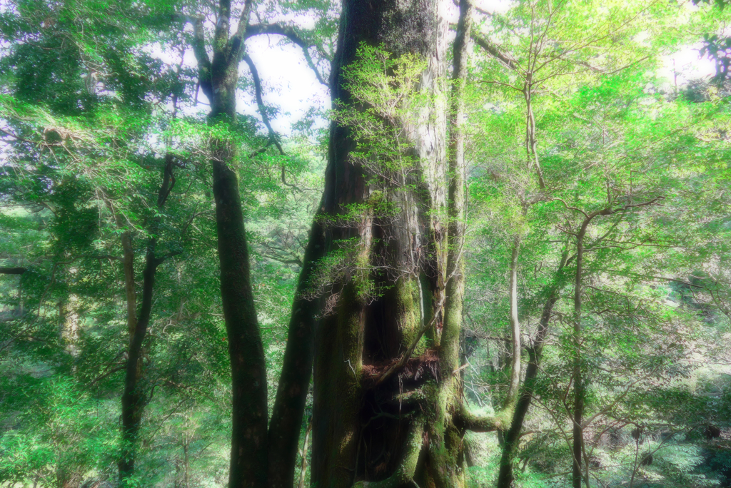 屋久島 (7)