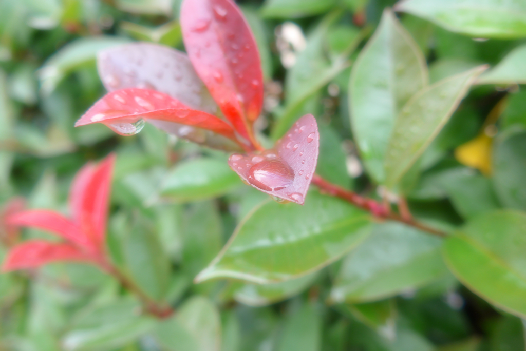 銀座･朝・雨 (4)