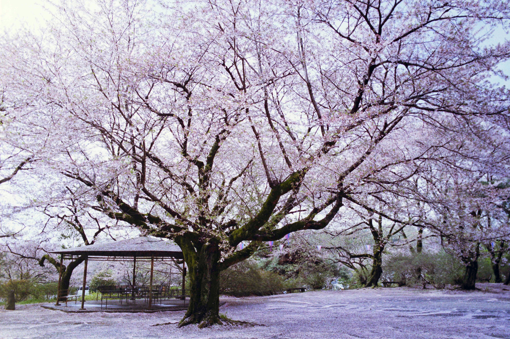 桜の絨毯