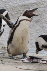 動物4（上野動物園）