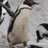 動物4（上野動物園）