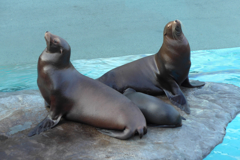 動物（上野動物園）