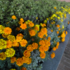 隅田川へ階段を下りて花壇