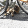 中華街の猫・昼間 (4)