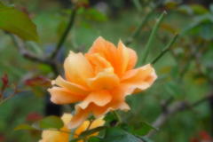 山下公園辺り (5)