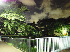夜・野川