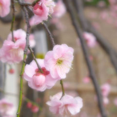淡い紅梅ゆこさんのイメージ