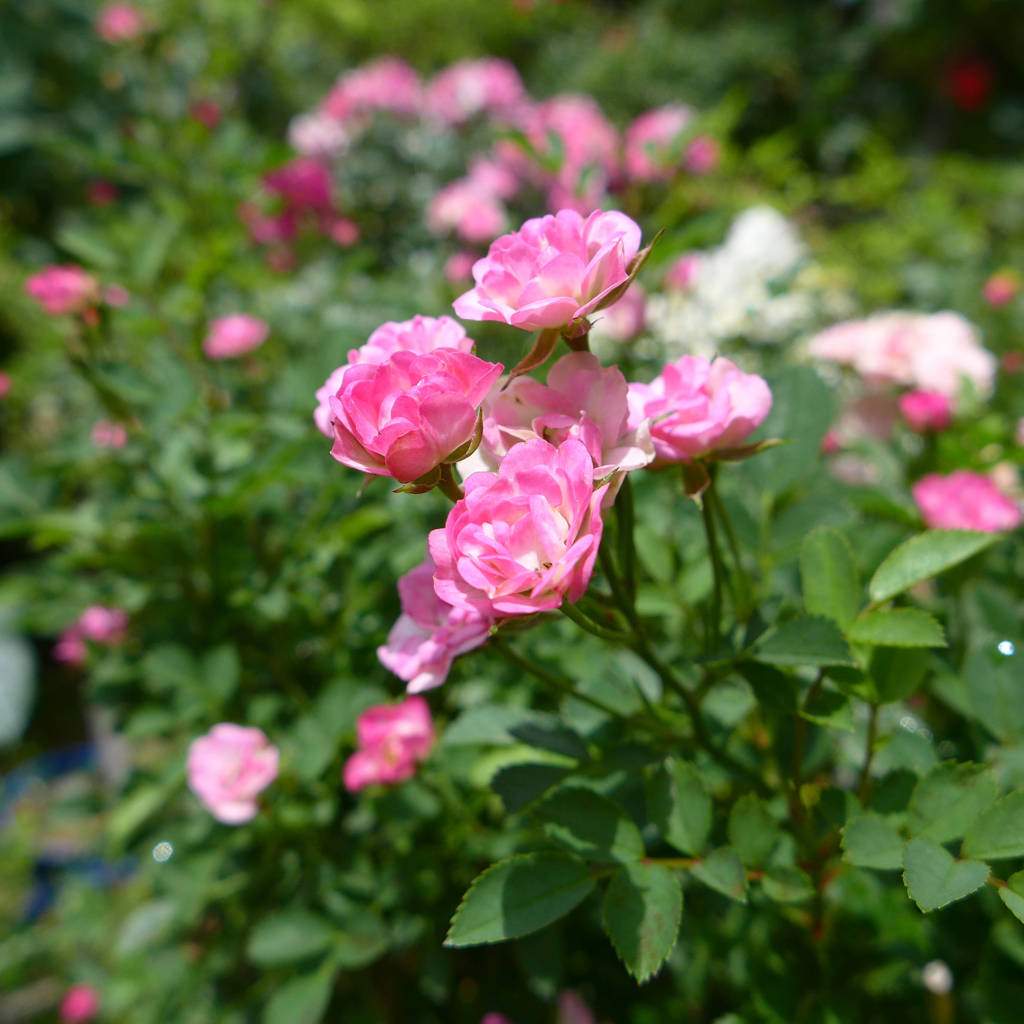 高速道路のバラ園 (1)