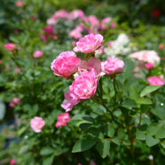 高速道路のバラ園 (1)