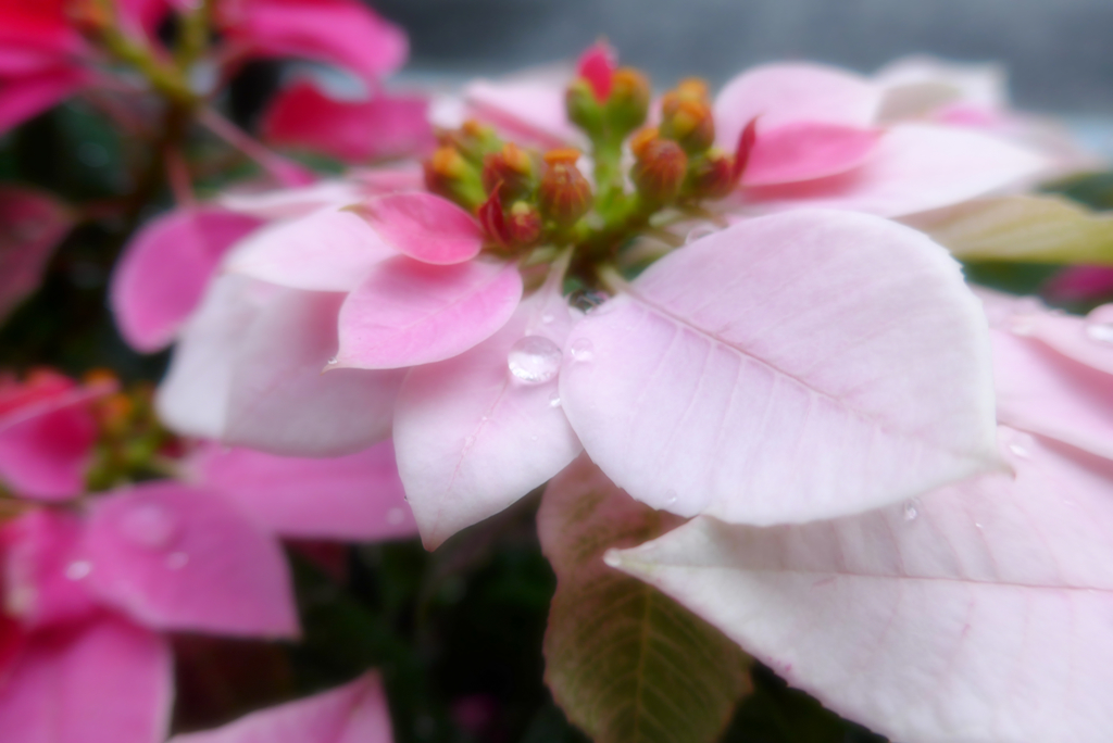 銀座･朝・雨 (3)