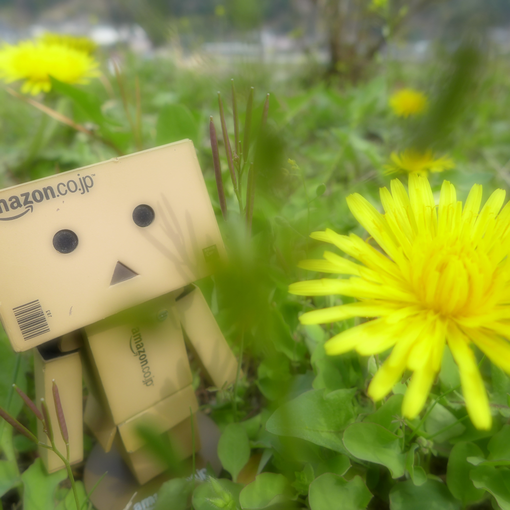 たんぽぽ･ダンボー