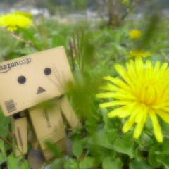 たんぽぽ･ダンボー