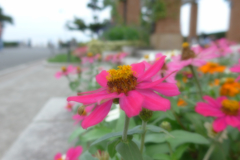 山下公園辺り (1)