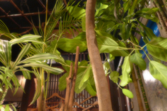 沖縄居酒屋さんへ (5)