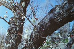 羽根木公園の梅