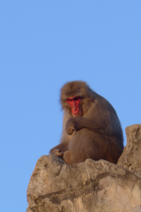 動物3（上野動物園）