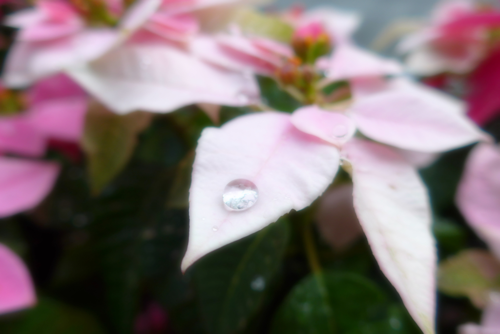 銀座･朝・雨 (1)