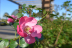 横浜港遊覧 (3)