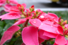 銀座・朝・雨 (2)