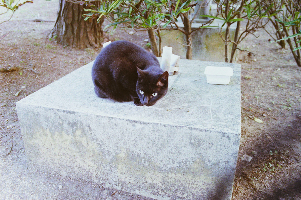 ヒトケの無くなった首里公園 (2)