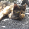 中華街の猫・昼間 (5)