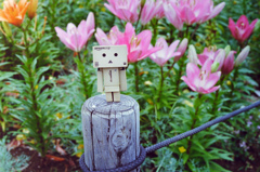 花壇のダンボー