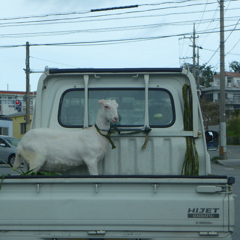 運ばれるヤギさん